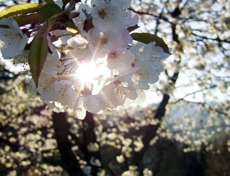 Фотоконкурс "В объективе - весна!"